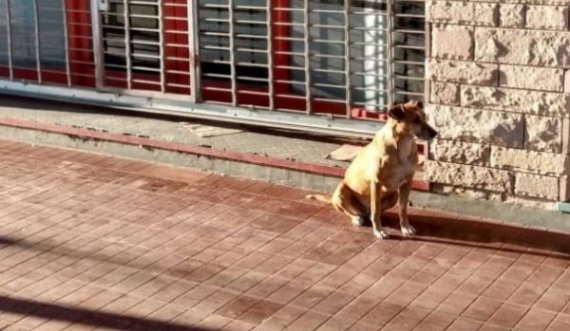 Pronarja ka ndërruar jetë, qeni e pret një muaj para vendit të punës
