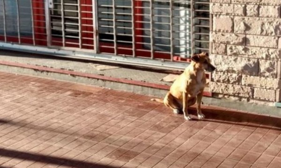 Pronarja ka ndërruar jetë, qeni e pret një muaj para vendit të punës
