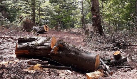  Shkoi në mal për të prerë dru vdes 39 vjeçari në Kamenicë 