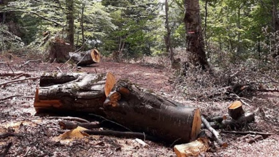  Shkoi në mal për të prerë dru vdes 39 vjeçari në Kamenicë 