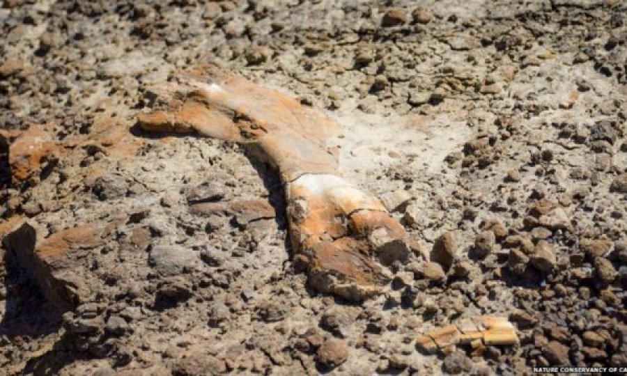 Po ngjiste malin, 12 vjeçari zbulon diçka të rrallë