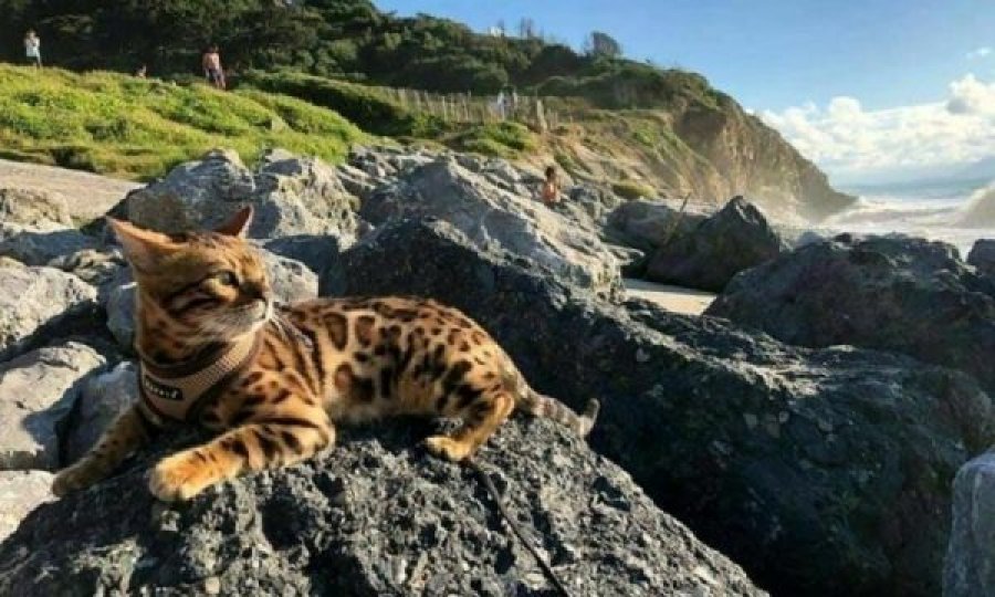 Macja ”shkon për pushime” në Itali, por gjendet në Francë