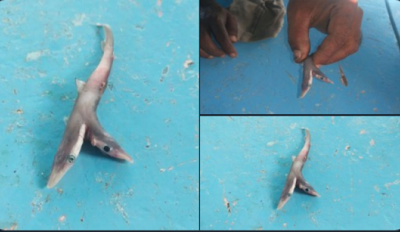 E rrallë: Has në një peshkaqen me dy koka, e fotografon për ta dokumentuar