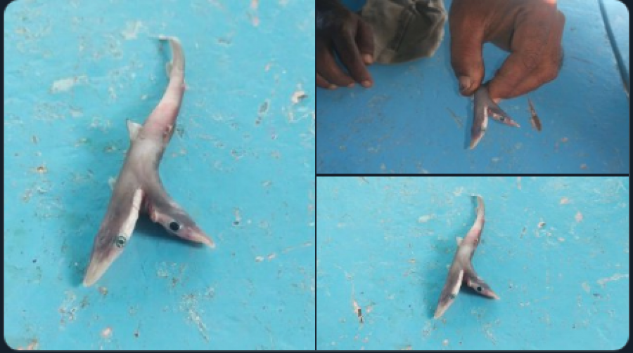 E rrallë: Has në një peshkaqen me dy koka, e fotografon për ta dokumentuar