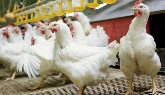 Rikthehet gripi i shpendëve, konfirmohen 2 rastet e para