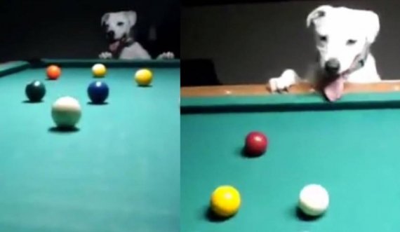 Qeni luan bilardo si një profesionist 