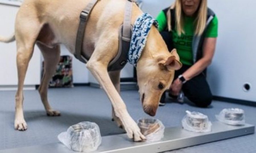 Qentë po zbulojnë Covid-19 më saktë se tamponët, rezultati del për 10 sekonda