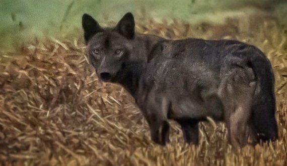Ulkonja e zezë fotografohet në Kamenicë