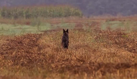 Fotografi kosovar fotografon një specie në zhdukje në Kamenicë