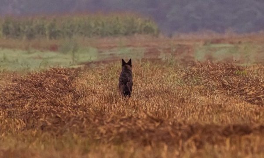 Fotografi kosovar fotografon një specie në zhdukje në Kamenicë