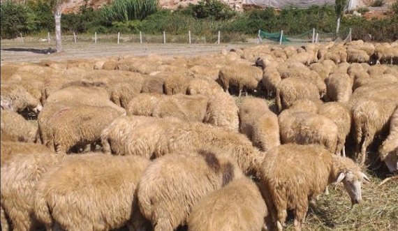 Sëmundja që po i vret kafshët në Kosovë