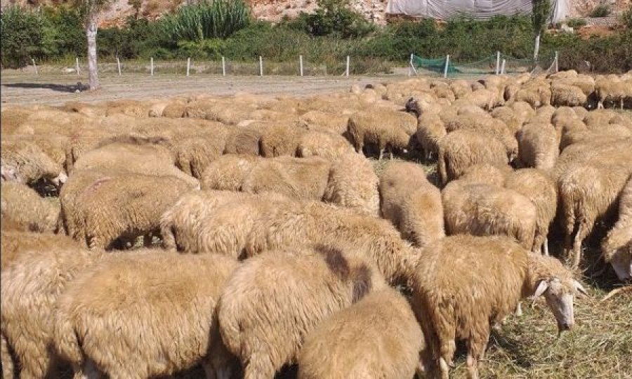 Sëmundja që po i vret kafshët në Kosovë
