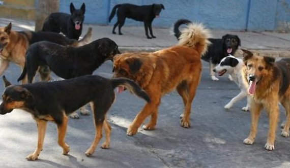 Sulmohen tre persona nga një grumbull i qenve në Prishtinë: Njëri nga ta në gjendje më të rëndë