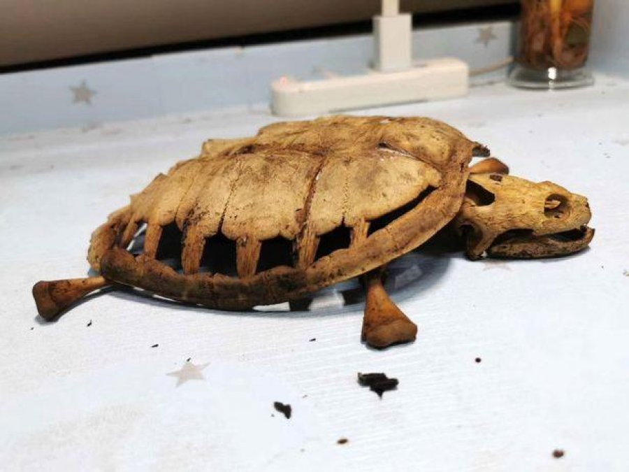 Studenti e la breshkën e tij të mbyllur në konvikt kur shpërtheu koronavirusi, ja si e gjeti pas tetë muajsh 