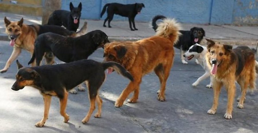 Sulmohen tre persona nga një grumbull i qenve në Prishtinë: Njëri nga ta në gjendje më të rëndë