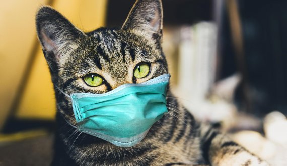 Studimi: Rreth 15 për qind e maceve shtëpiake në Wuhan u infektuan me koronavirus