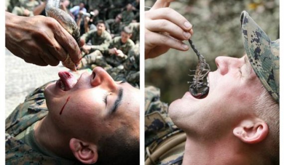 Gjak kobre dhe akrep në gojë, stërvitja ekstreme e marinsave në SHBA