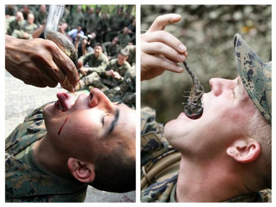 Gjak kobre dhe akrep në gojë, stërvitja ekstreme e marinsave në SHBA
