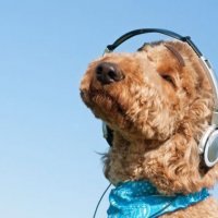Hiqjani stresin qenit duke i lëshuar muzikë reggae