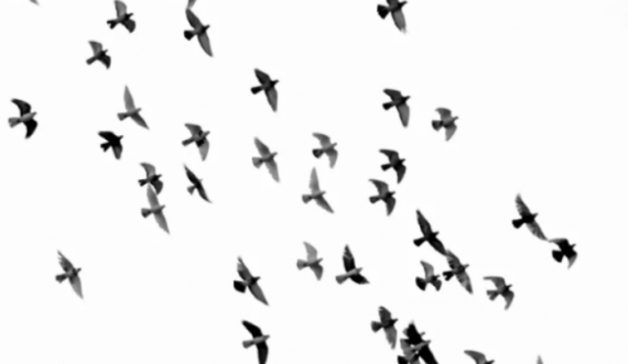 Skena apokaliptike në Rusi: Zogjtë e ngordhur bien nga qielli