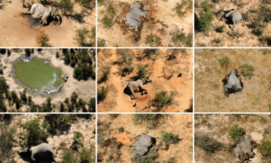 Ngordhja e mistershme e elefantëve, çka fshihet pas