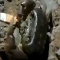 E pazakontë: Incizohet gaforrja duke pirë cigare
