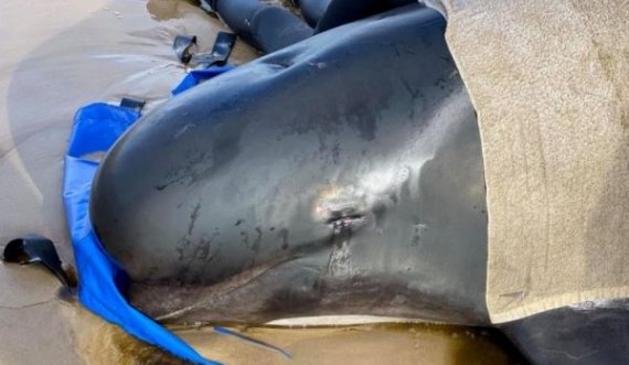 Rreth 470 balena gjenden në bregdetin e Tasmanisë, mbi 200 besohet të kenë ngordhur