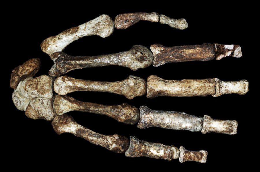 Fosilet e gjetura të arkaikëve mund ta ndryshojnë historinë e njerëzimit 