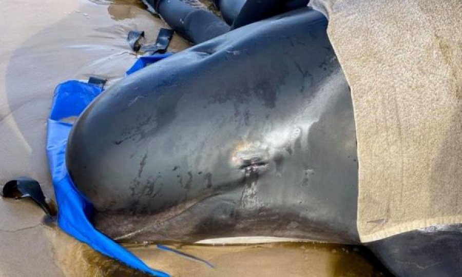 Rreth 470 balena gjenden në bregdetin e Tasmanisë, mbi 200 besohet të kenë ngordhur