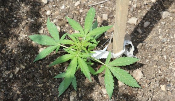 Istogasit i gjenden bimë narkotike, arrestohet