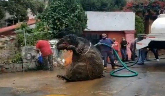 Punëtorët që po pastronin sistemin kullues tronditen nga ajo që zbulojnë, nxjerrin krijesën misterioze