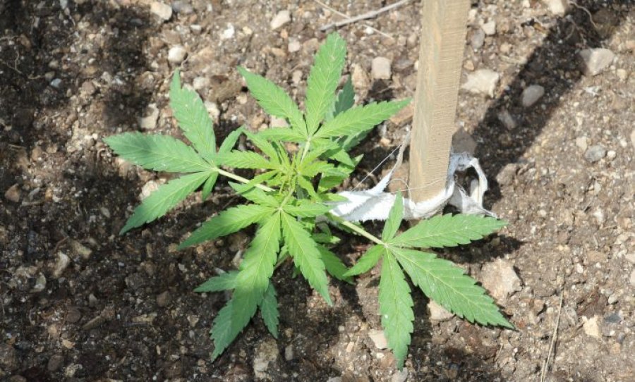 Istogasit i gjenden bimë narkotike, arrestohet