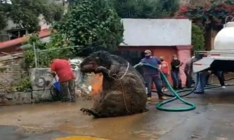 Punëtorët që po pastronin sistemin kullues tronditen nga ajo që zbulojnë, nxjerrin krijesën misterioze