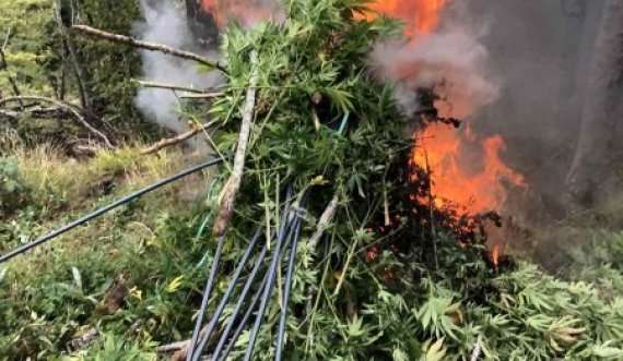 Policia asgjëson 212 bimë narkotike në Gjakovë