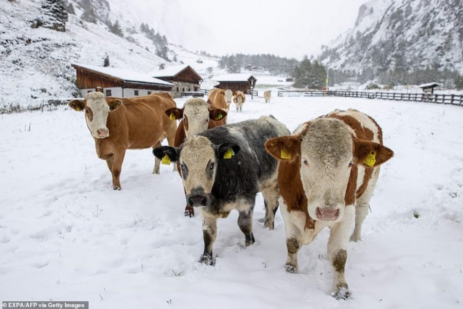 Zvicra dhe Austria befasohen nga bora e hershme, priten 25 centimetra reshje