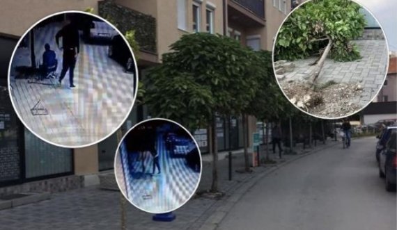 Dy vushtrriasë dënohen me nga 200 euro, shkulën drunjtë nga hapësira publike