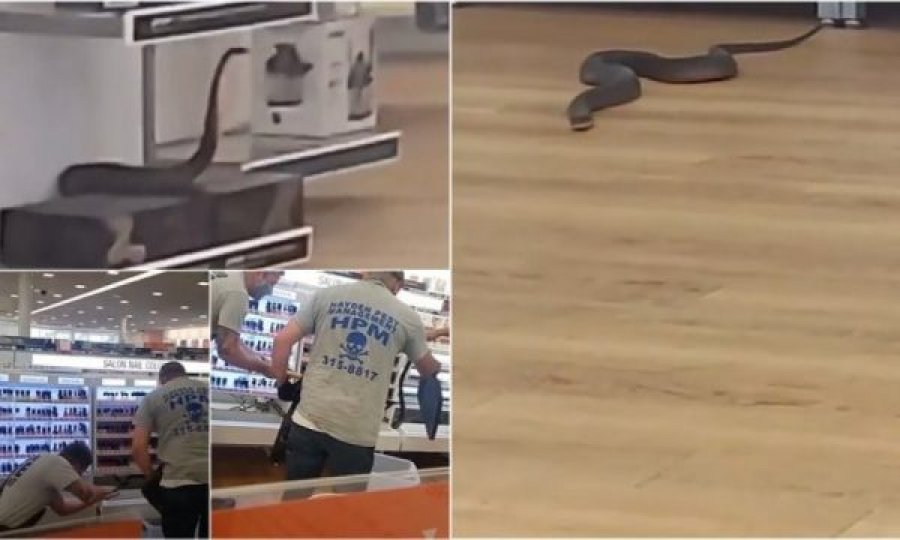Gjarpri shfaqet papritur brenda dyqanit, tmerrohen punonjësit
