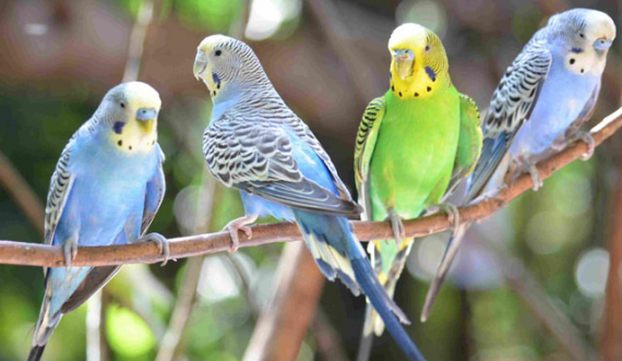 Shanin vizitorët në kopshtin zoologjik, merren masa ndaj 5 papagajve