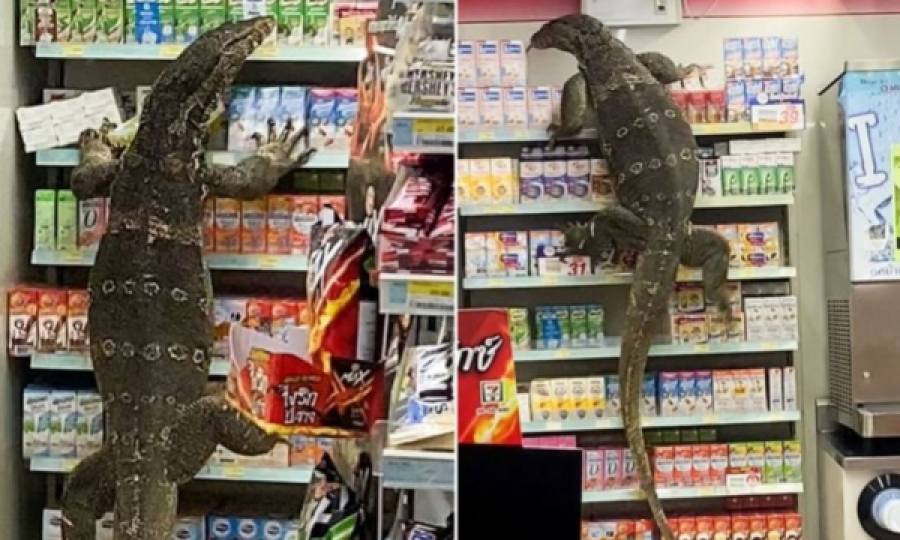  Tmerrohen klientët e supermarketit kur i del para një hardhucë gjigande 1.8 metra 