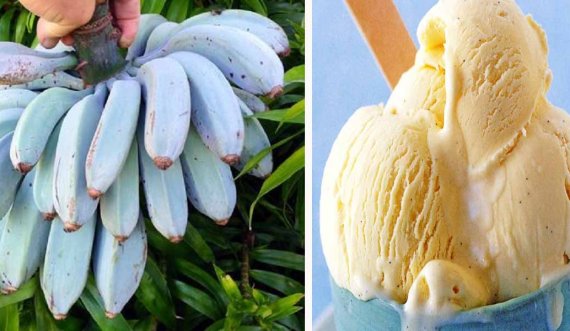 Fruti i “çuditshëm”, banania ngjyrë blu ka shijen e akullores së vaniljes