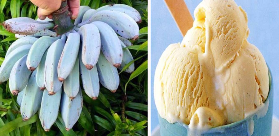 Fruti i “çuditshëm”, banania ngjyrë blu ka shijen e akullores së vaniljes