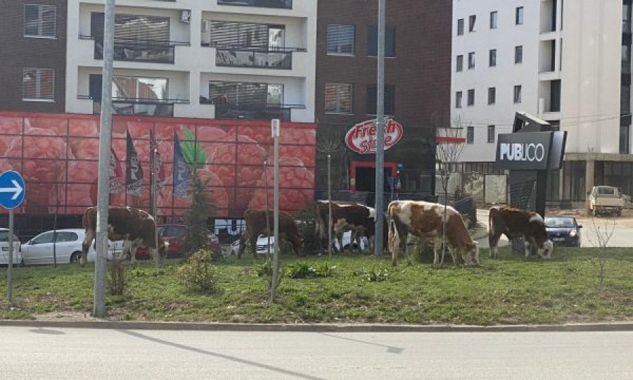 Pesë lopë dalin të kullosin midis Prishtine