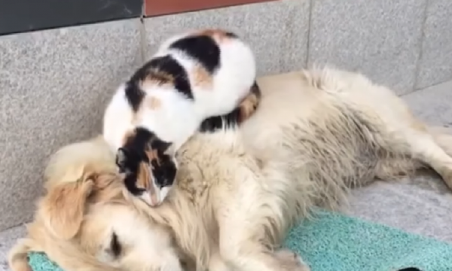  Kjo video bëhet virale, qeni fle – macja i bën masazh 