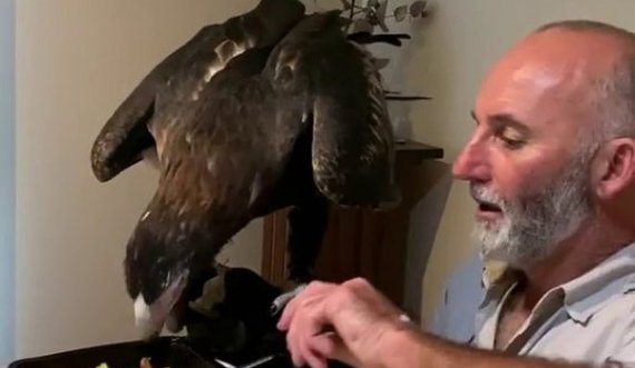 Shqiponja “ulet” në tavolinë me njerëzit, ha picë dhe molla