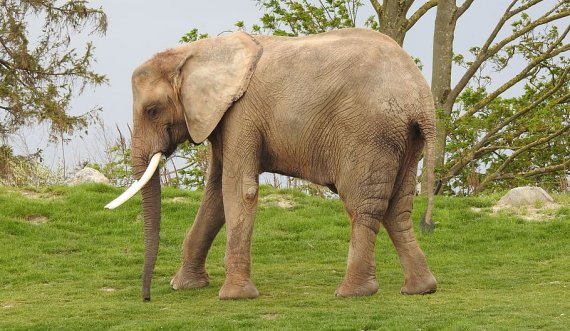  Rrezikojnë zhdukjen, elefantët në listën e kuqe 