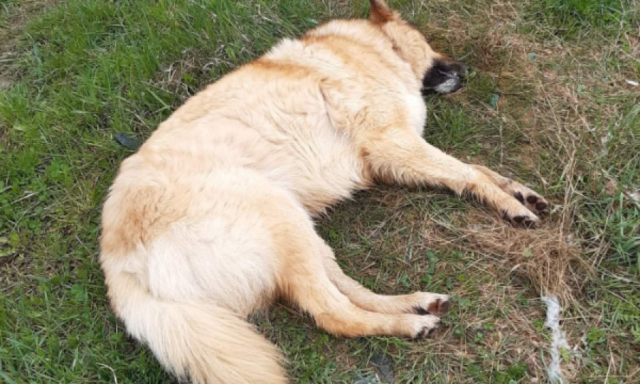 Ngordhja e qenve në Prishtinë, gjendet një sallam që dyshohet se është i helmuar