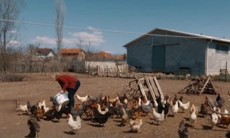 Fermerja nga Suhareka që kujdeset për pesë mijë pula