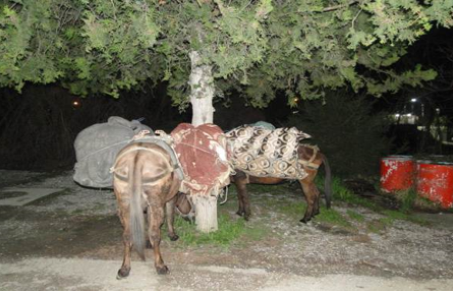  Policia Kufitare kap “mat” kuajtë e ngarkuar me mallra 