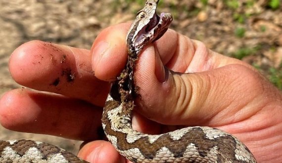 Gjarpri më helmues në Evropën, Vipera shfaqet edhe në parkun e Gërmisë