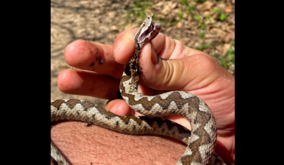 Gjarpri më helmues në Evropën Qendrore Vipera shfaqet edhe në parkun e Gërmisë